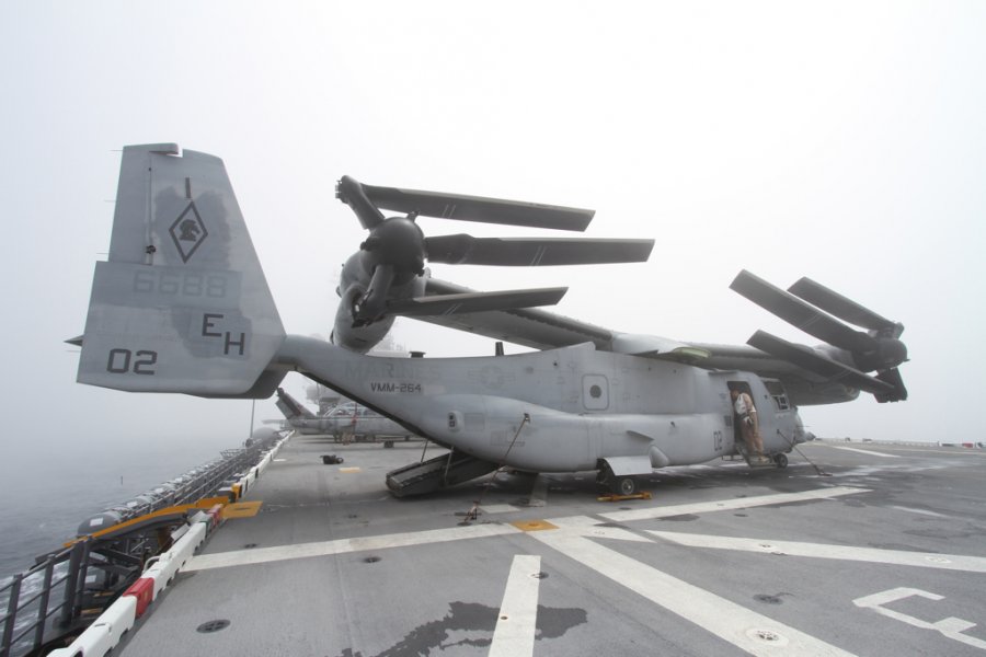 osprey